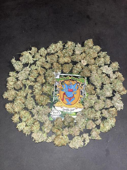 Gorilla Girl F1. Sweetseeds. Week 15