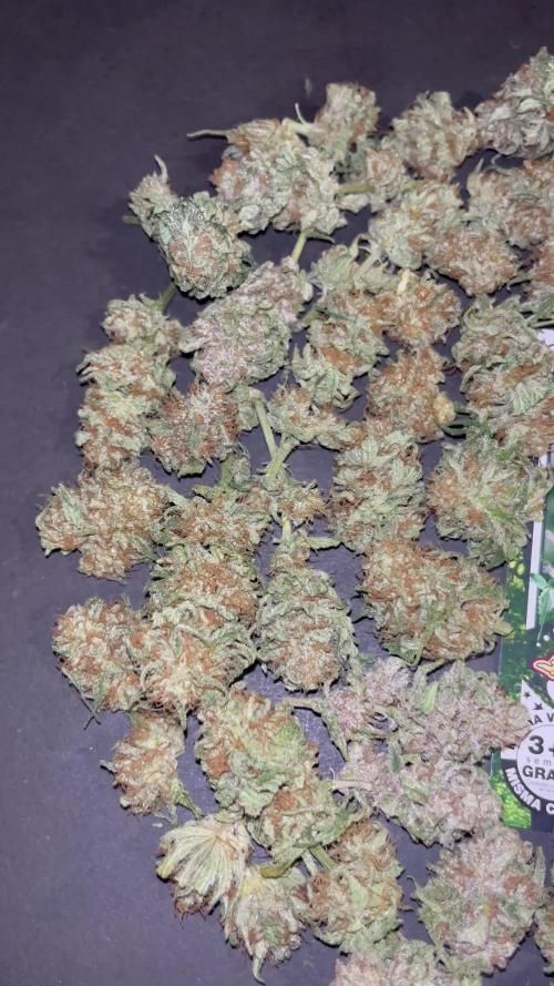 Gorilla Girl F1. Sweetseeds
