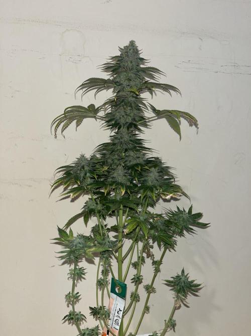Purple Lemonade FF. Fastbuds. Week 15