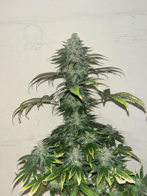 Purple Lemonade FF. Fastbuds. Week 15