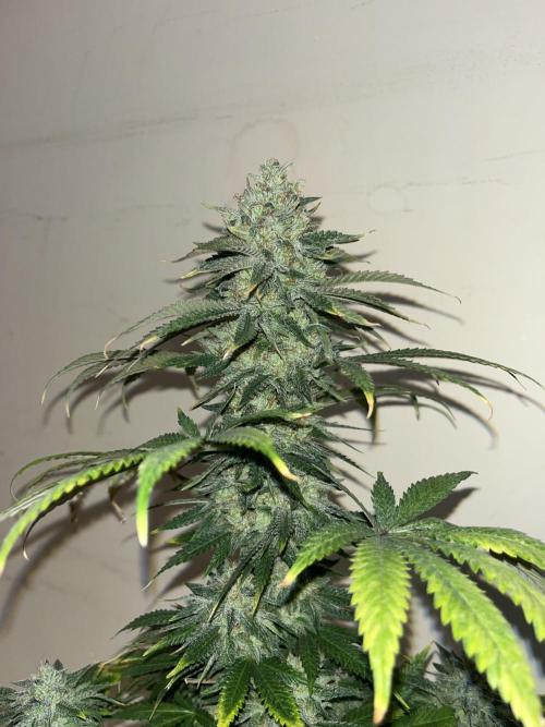 Purple Lemonade FF. Fastbuds. Week 15