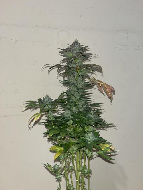Purple Lemonade FF. Fastbuds. Week 15
