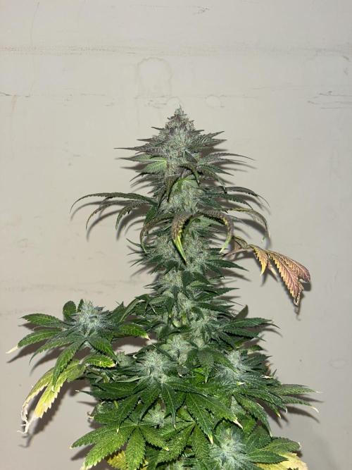 Purple Lemonade FF. Fastbuds. Week 15