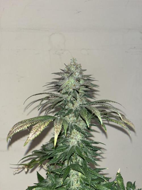 Purple Lemonade FF. Fastbuds. Week 15