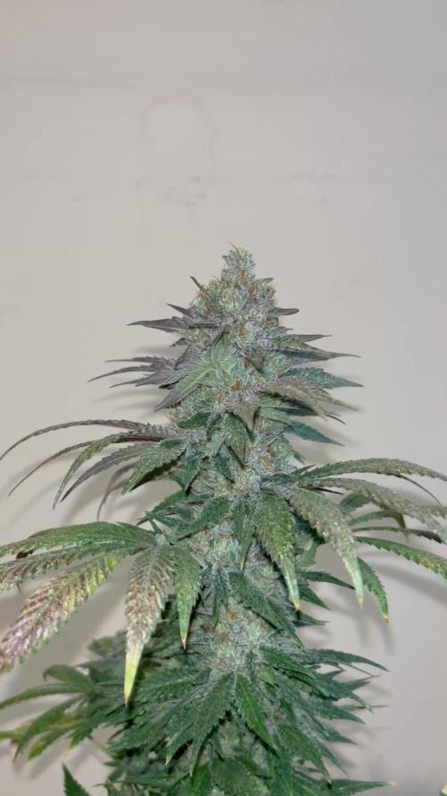 Purple Lemonade FF. Fastbuds
