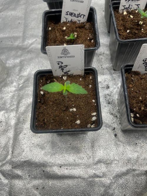 Gelato 41. Seedstockers. Week 1