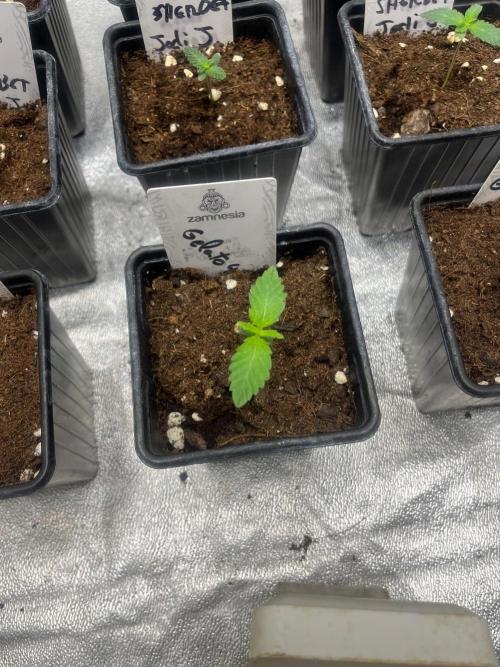 Gelato 41. Seedstockers. Week 1