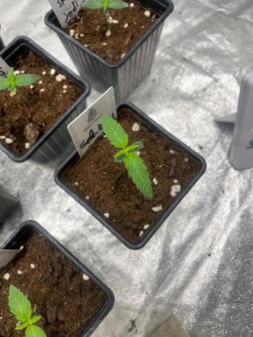 Gelato 41. Seedstockers. Week 1