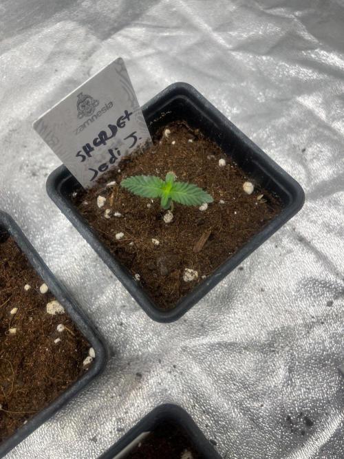 Sherbet Jedi Joint. HighBreed. Week 1
