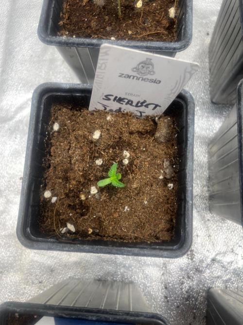 Sherbet Jedi Joint. HighBreed. Week 1