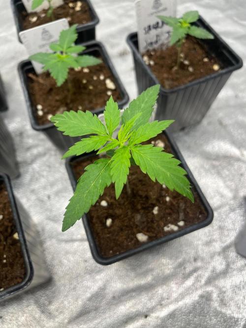 Gelato 41. Seedstockers. Week 2