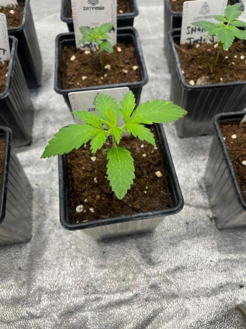 Gelato 41. Seedstockers. Week 2