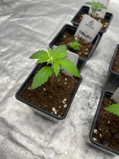 Gelato 41. Seedstockers. Week 2