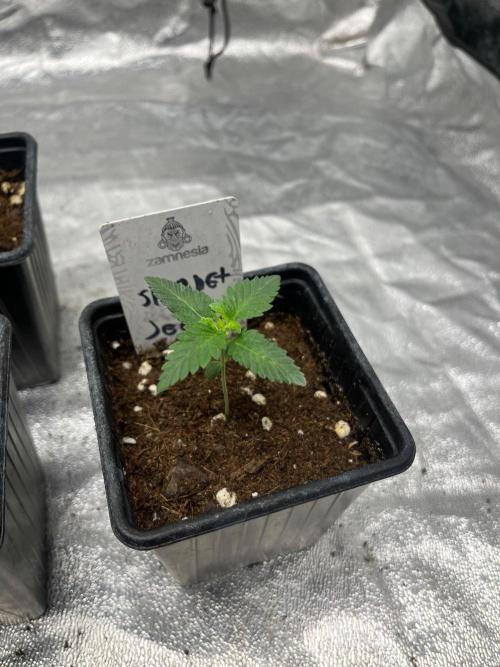 Sherbet Jedi Joint. HighBreed. Week 2