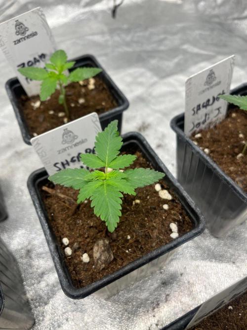 Sherbet Jedi Joint. HighBreed. Week 2
