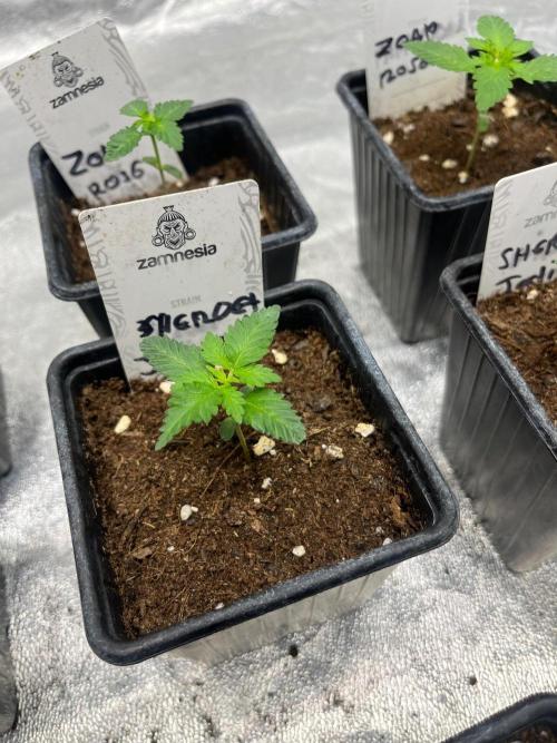 Sherbet Jedi Joint. HighBreed. Week 2