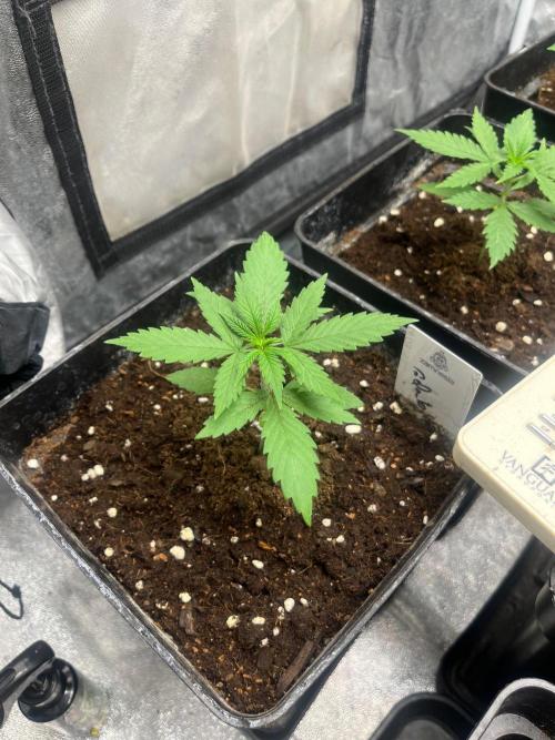Gelato 41. Seedstockers. Week 3