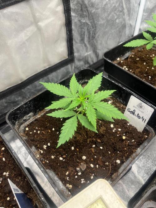 Gelato 41. Seedstockers. Week 3