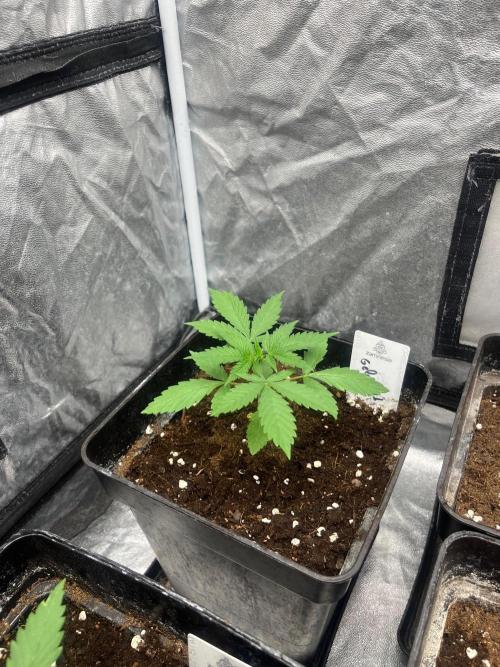 Gelato 41. Seedstockers. Week 3