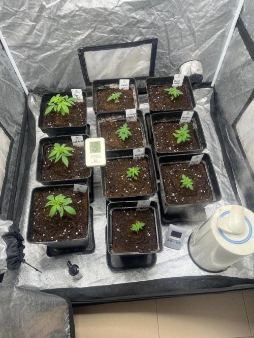 Gelato 41. Seedstockers. Week 3