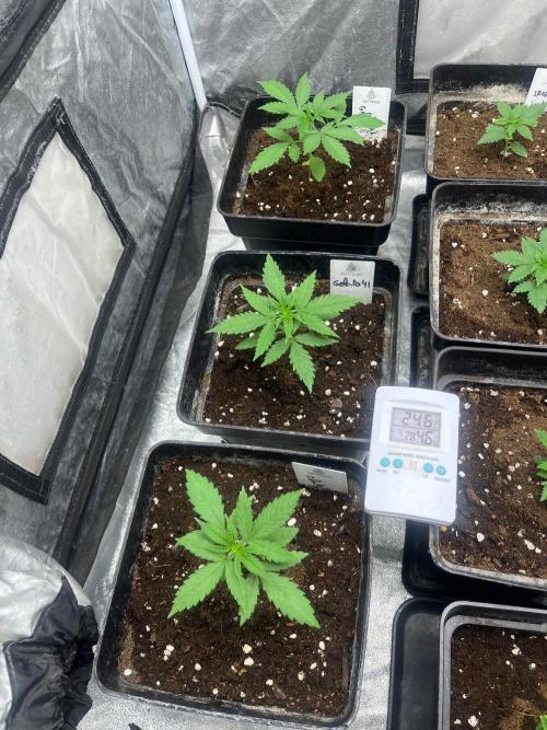 Gelato 41. Week 3