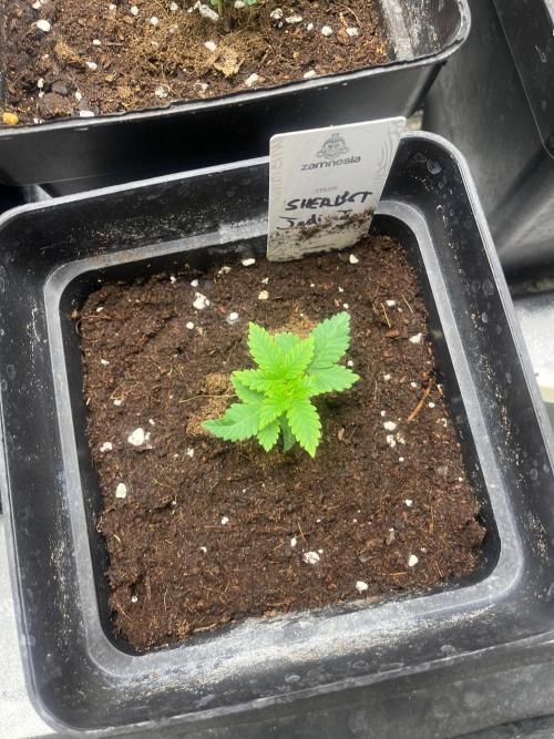 Sherbet Jedi Joint. HighBreed. Week 3