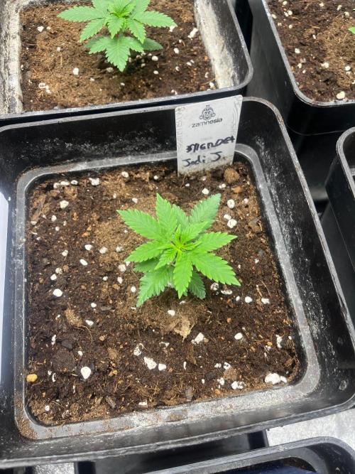 Sherbet Jedi Joint. HighBreed. Week 3