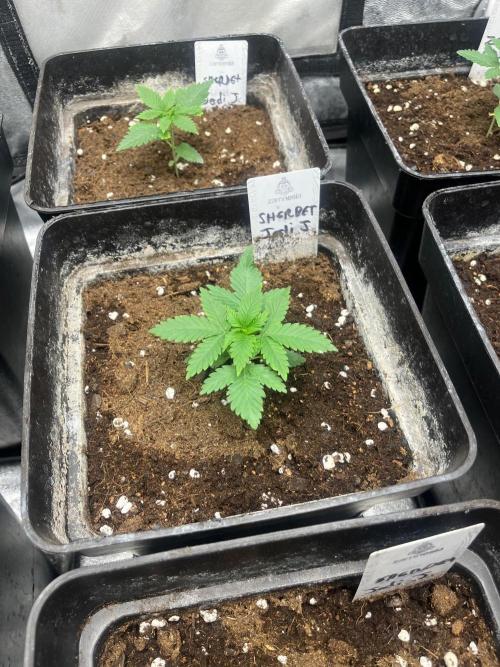 Sherbet Jedi Joint. HighBreed. Week 3