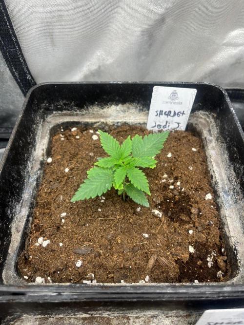 Sherbet Jedi Joint. Week 3