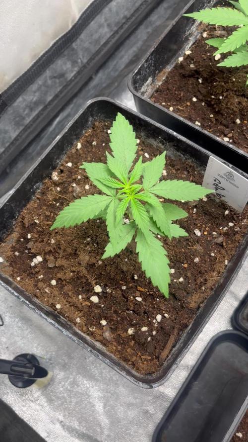 Gelato 41. Seedstockers