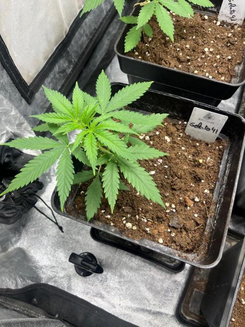 Gelato 41. Seedstockers. Week 4
