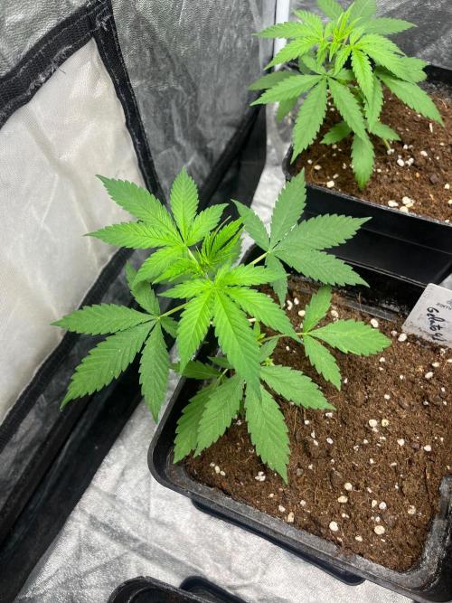 Gelato 41. Seedstockers. Week 4