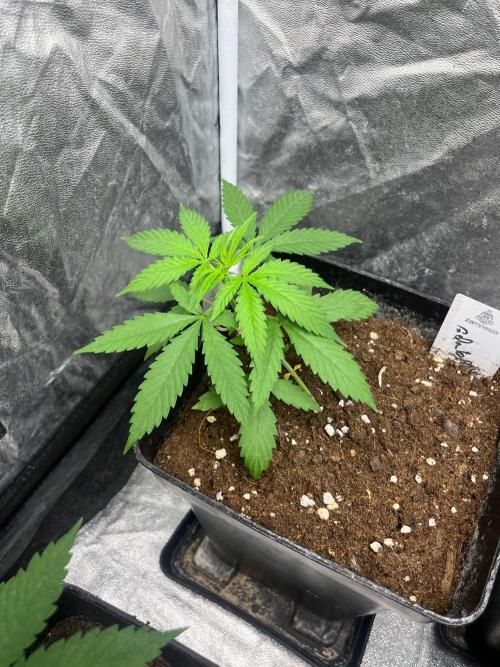 Gelato 41. Seedstockers. Week 4