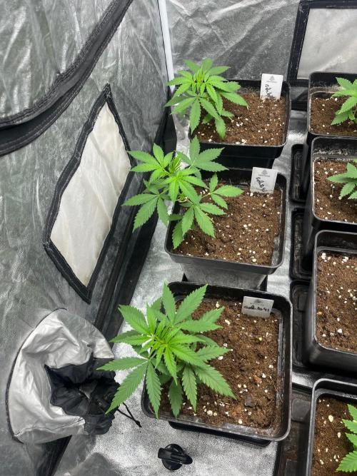 Gelato 41. Seedstockers. Week 4