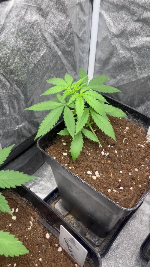 Gelato 41. Seedstockers