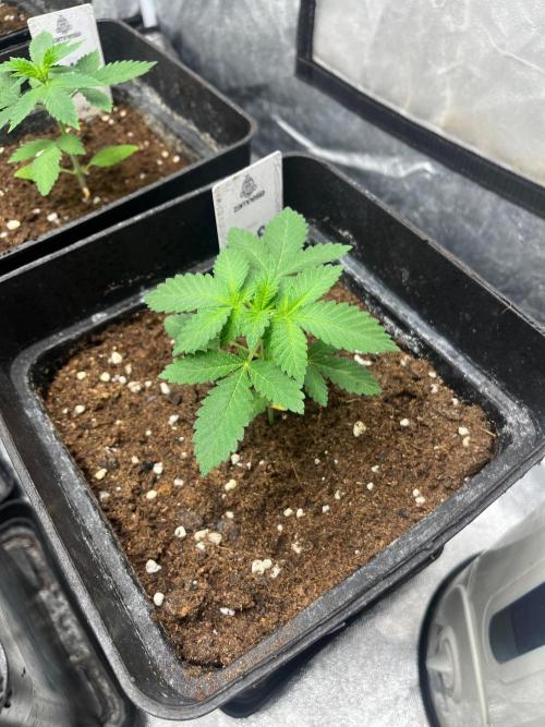 Zoap Rose. Kannabia Seeds Company. Week 4
