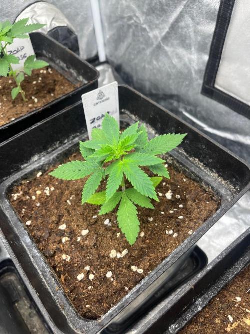 Zoap Rose. Kannabia Seeds Company. Week 4