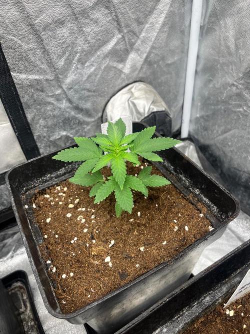 Zoap Rose. Kannabia Seeds Company. Week 4