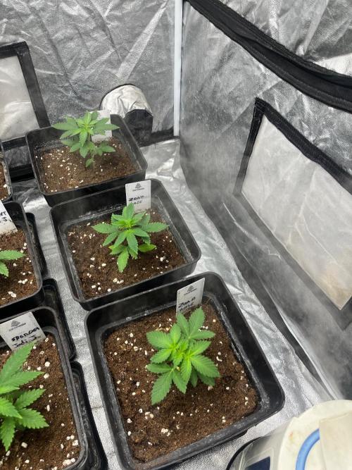 Zoap Rose. Kannabia Seeds Company. Week 4