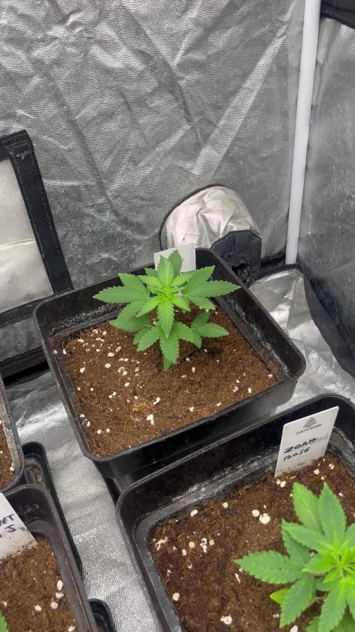 Zoap Rose. Kannabia Seeds Company