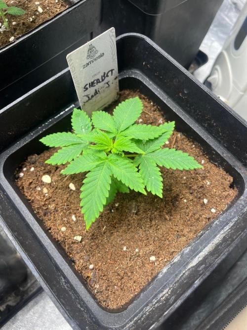 Sherbet Jedi Joint. HighBreed. Week 4