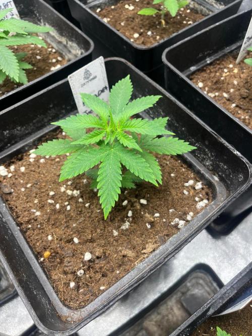 Sherbet Jedi Joint. HighBreed. Week 4