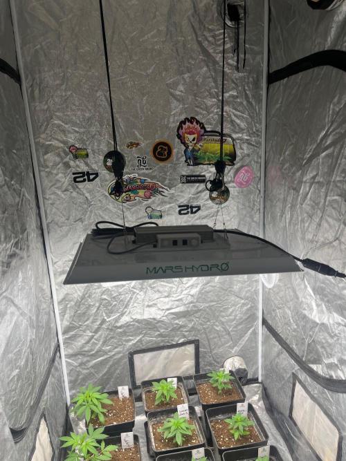 Sherbet Jedi Joint. HighBreed. Week 4
