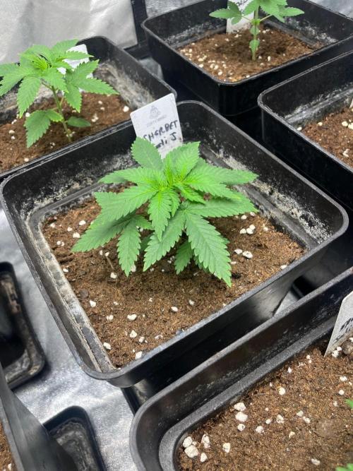Sherbet Jedi Joint. HighBreed. Week 4