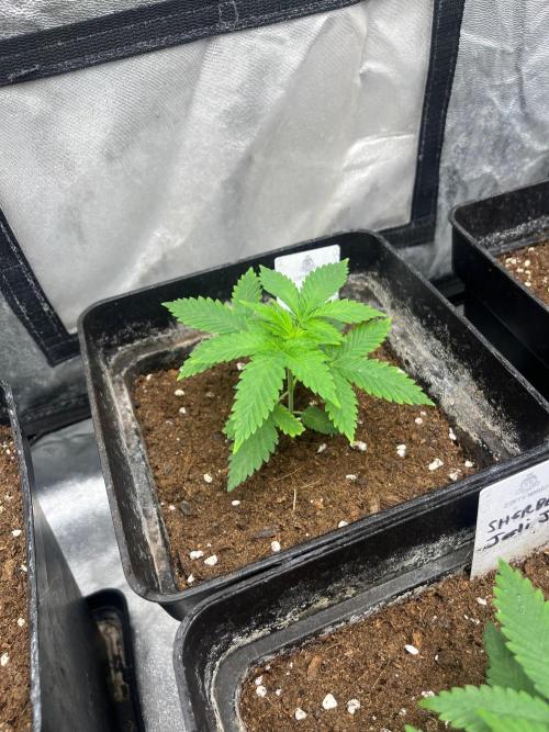 Sherbet Jedi Joint. HighBreed. Week 4