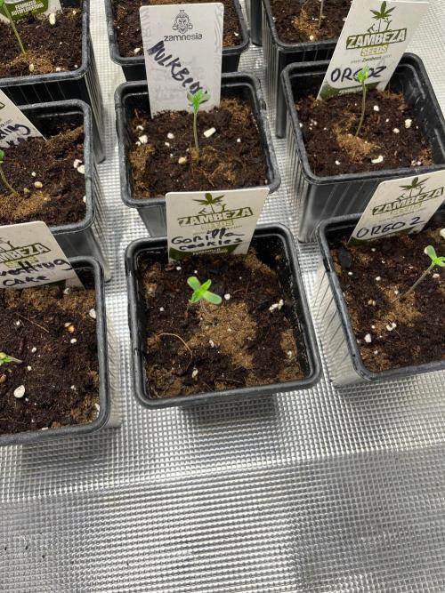 Gorilla cookies. Seedstockers. Week 0