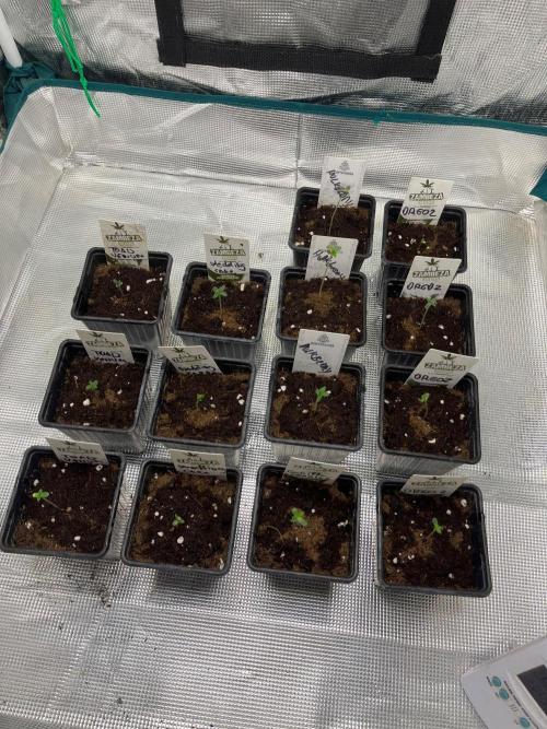 Gorilla cookies. Seedstockers. Week 0