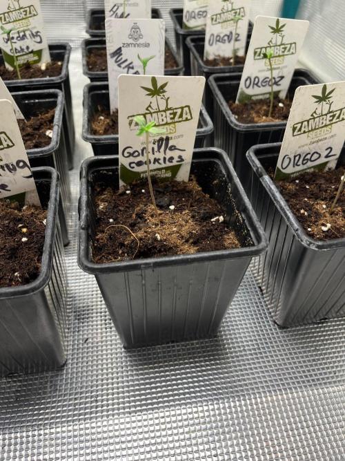 Gorilla cookies. Seedstockers. Week 0