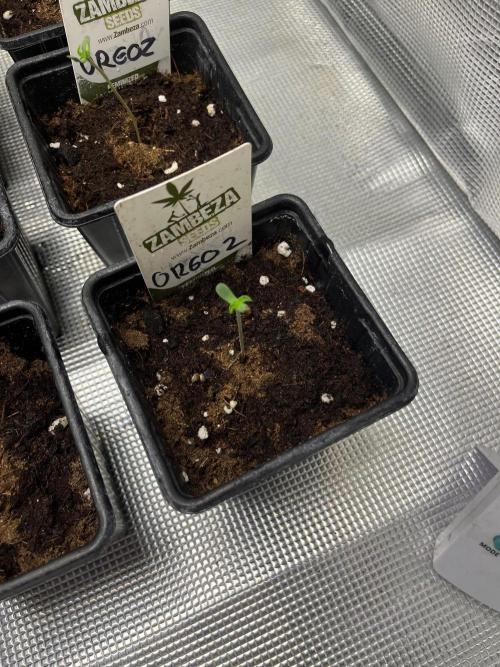 Oreoz USA. Kannabia seeds company. Week 0