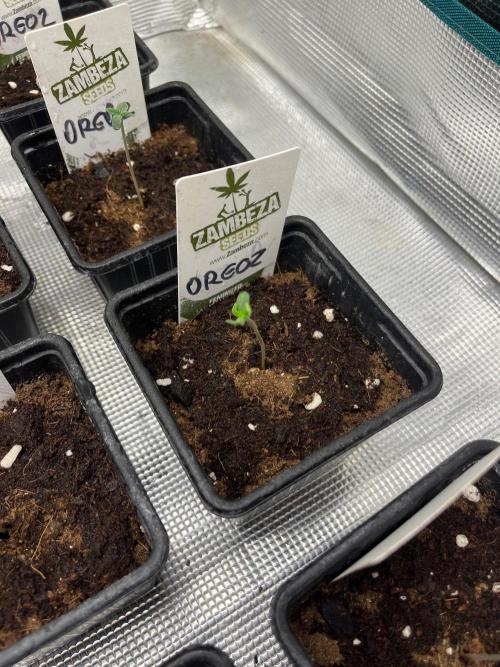 Oreoz USA. Kannabia seeds company. Week 0